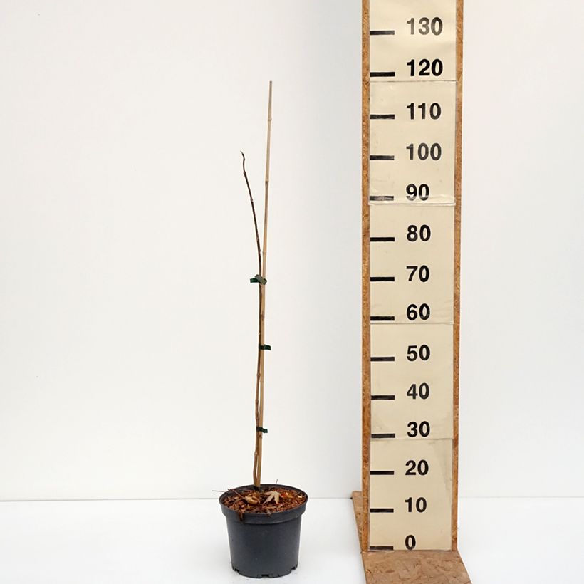 Exemplar von Phellodendron amurense - Amur-Korkbaum Topf mit 4L/5L wie im Herbst geliefert