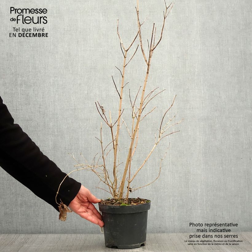Exemplar von Pfeifenstrauch Bouquet Blanc - Philadelphus persica Topf mit 2L/3L wie im Herbst geliefert