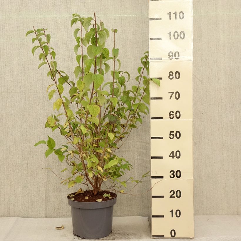 Exemplar von Pfeifenstrauch Bouquet Blanc - Philadelphus persica Topf mit 7,5L/10L wie im Herbst geliefert