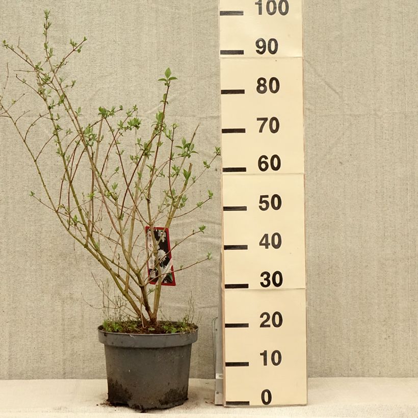 Exemplar von Pfeifenstrauch Bouquet Blanc - Philadelphus persica Topf mit 7,5L/10L wie im Frühjahr geliefert