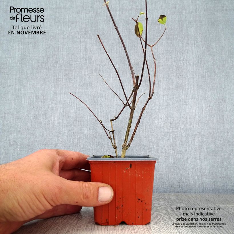 Exemplar von Europäischer Pfeifenstrauch - Philadelphus coronarius Kleine Töpfe von 8/9 cm wie im Herbst geliefert