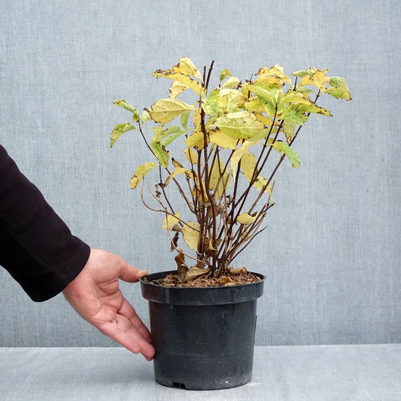 Exemplar von Europäischer Pfeifenstrauch - Philadelphus coronarius Topf mit 2L/3L wie im Herbst geliefert
