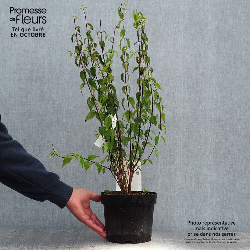 Exemplar von Pfeifenstrauch Dame Blanche - Philadelphus Topf mit 3L/4L wie im Herbst geliefert