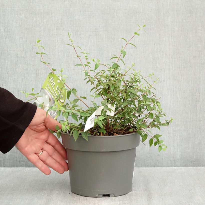 Exemplar von Pfeifenstrauch Petite Perfume White - Philadelphus Topf mit 3L/4L wie im Herbst geliefert