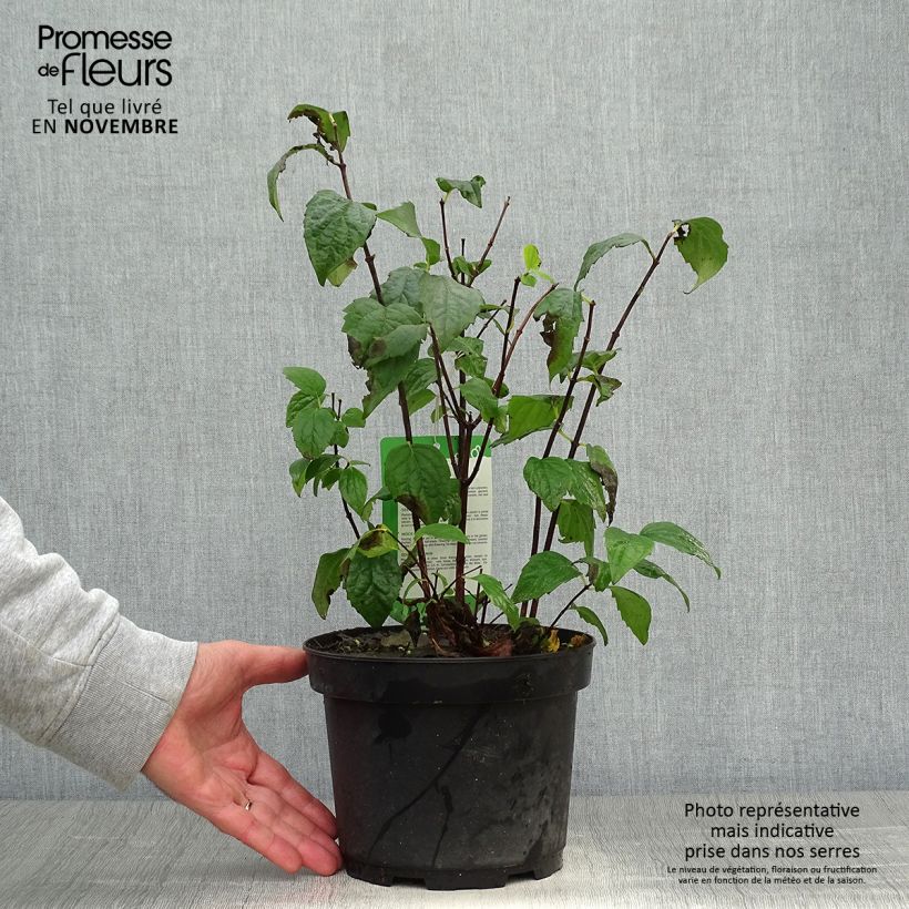 Exemplar von Pfeifenstrauch Virginal - Philadelphus Topf mit 3L/4L wie im Herbst geliefert