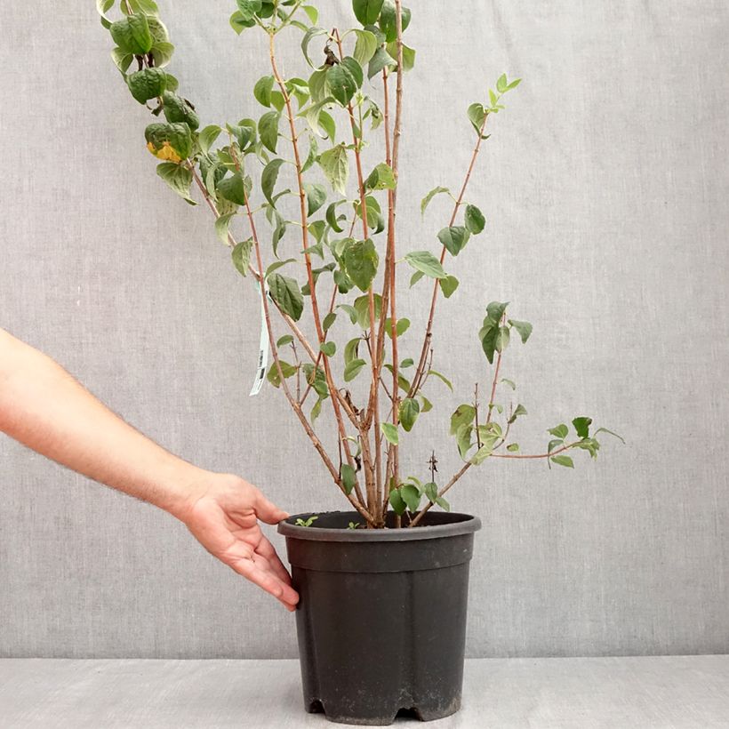 Exemplar von Pfeifenstrauch Virginal - Philadelphus Topf mit 7,5L/10L wie im Sommer geliefert