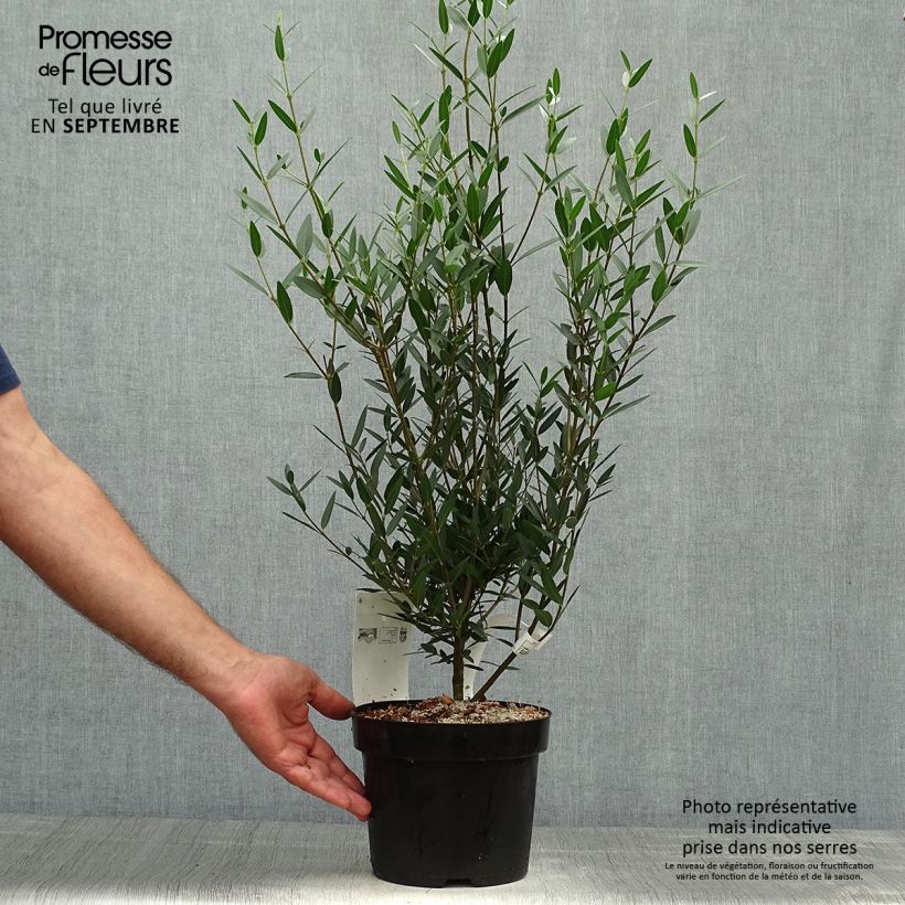 Exemplar von Phillyrea angustifolia Topf mit 2L/3L wie im Herbst geliefert