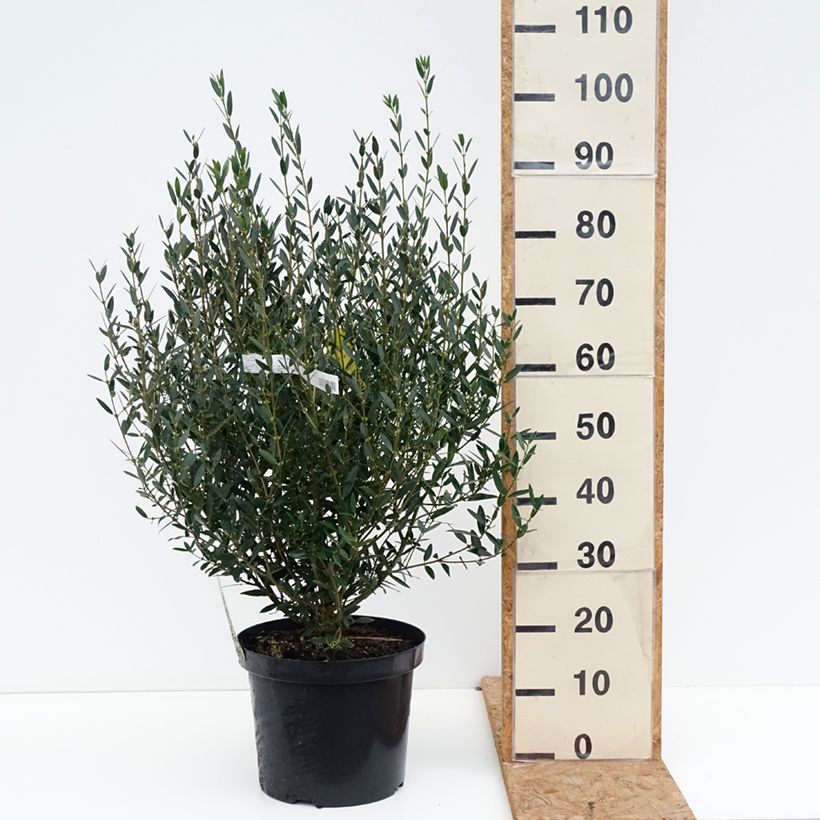 Exemplar von Phillyrea angustifolia Topf mit 7,5L/10L wie im Herbst geliefert