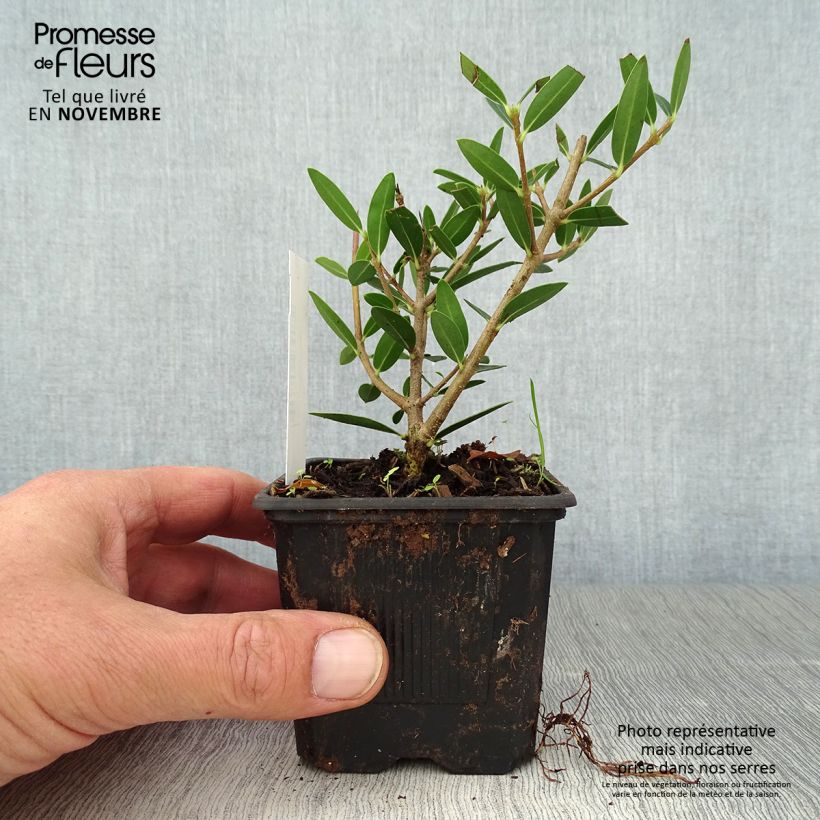 Exemplar von Phillyrea angustifolia Green Up Kleine Töpfe von 8/9 cm wie im Herbst geliefert