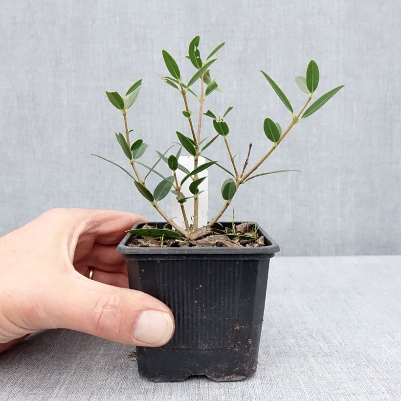 Exemplar von Phillyrea angustifolia Green Up Kleine Töpfe von 8/9 cm wie im Frühjahr geliefert