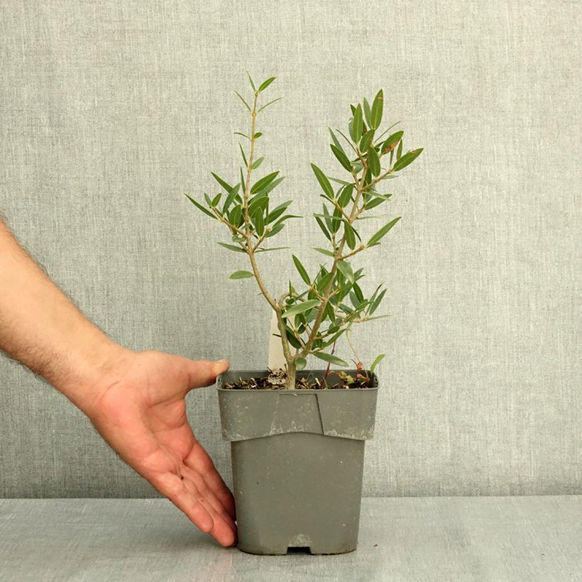 Exemplar von Phillyrea angustifolia GreenQuick Topf mit 2L/3L wie im Sommer geliefert