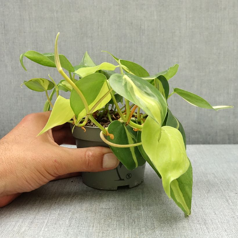Exemplar von Philodendron Brasil Pot de 10 cm/11cm wie im Frühjahr geliefert
