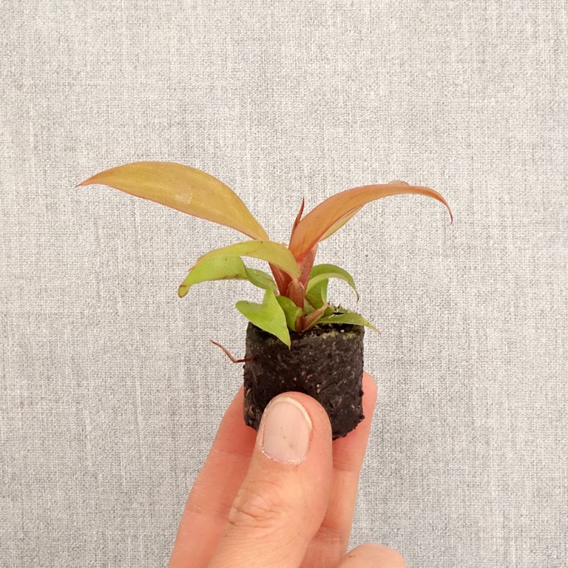 Exemplar von Philodendron Cherry Red Mini-plante wie im Frühjahr geliefert