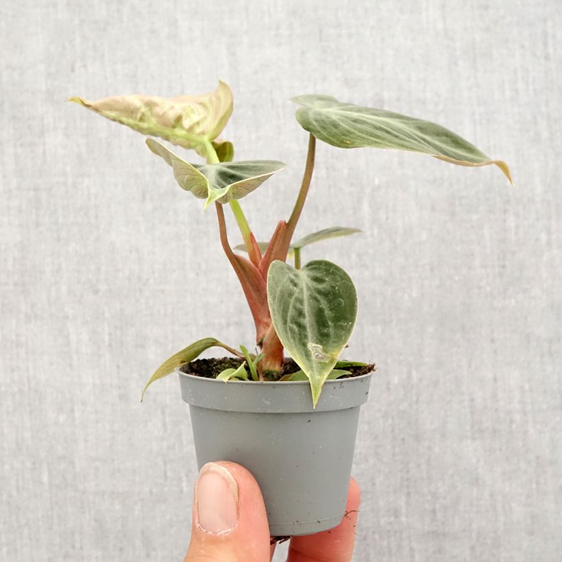 Exemplar von Philodendron El Choco Red Mini-Pflanze wie im Frühjahr geliefert