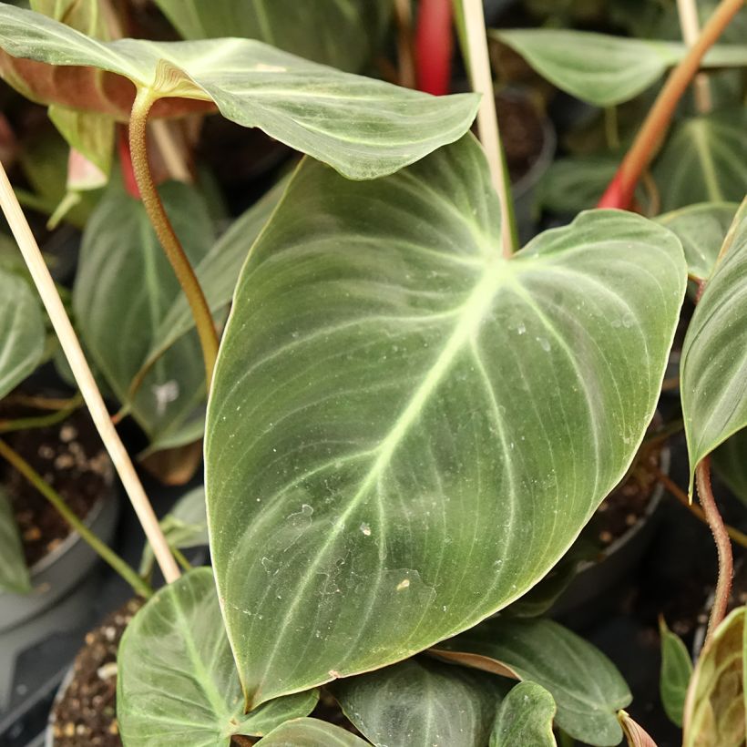 Philodendron El Choco Red (Laub)