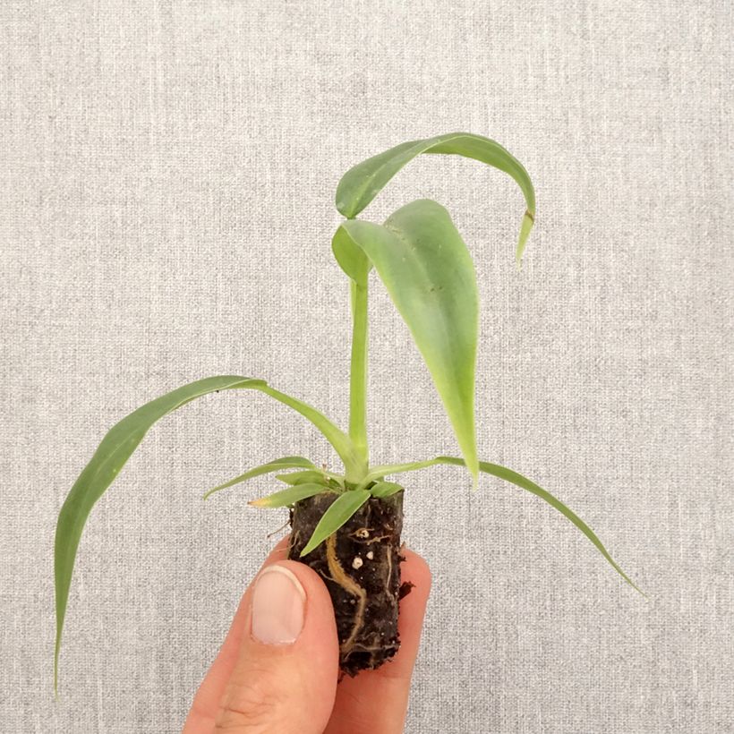 Exemplar von Philodendron elegans Mini-plante wie im Frühjahr geliefert