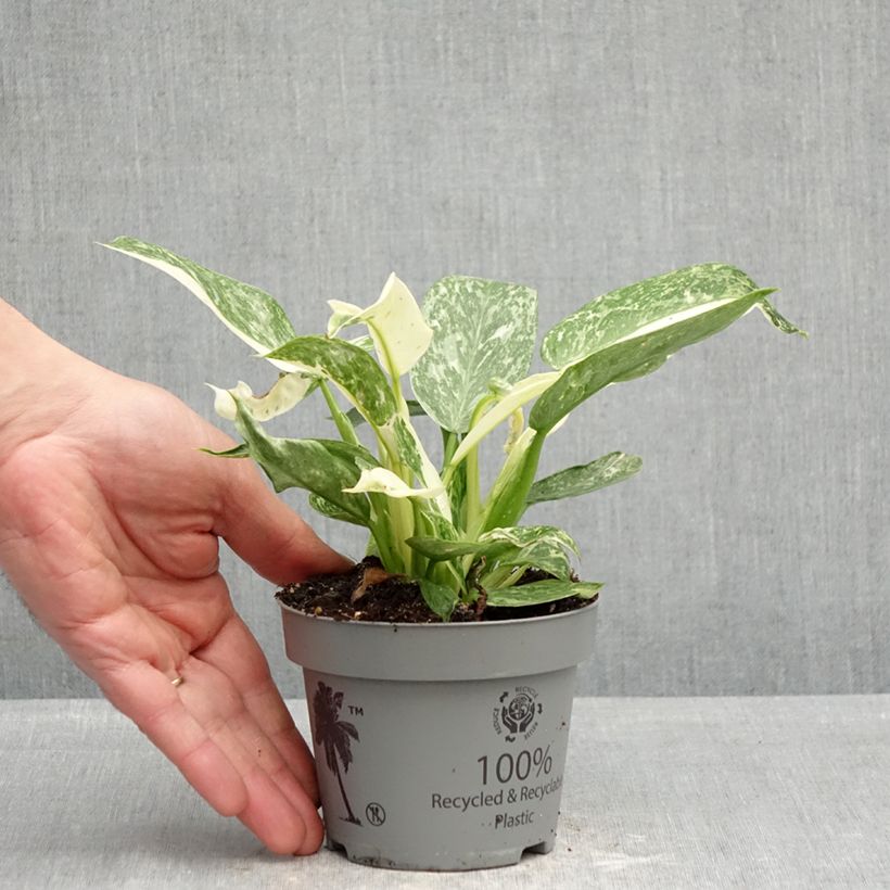 Exemplar von Philodendron Jose Buono Topf 12 cm / 13 cm wie im Frühjahr geliefert