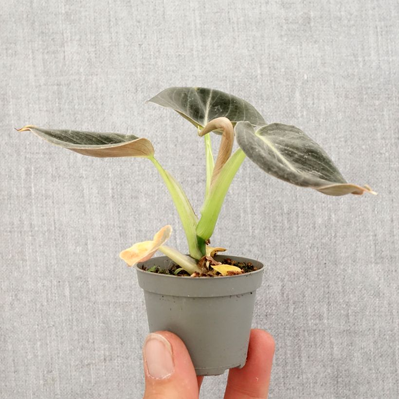 Exemplar von Philodendron melanochrysum Mini-plante wie im Frühjahr geliefert