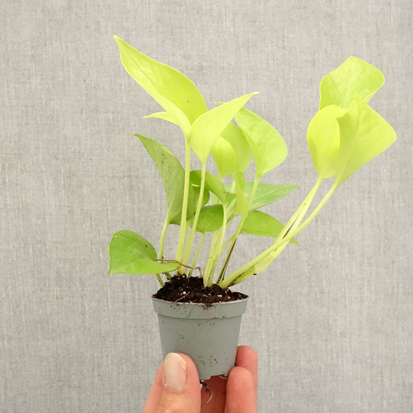 Exemplar von Philodendron Neon Mini-plante wie im Herbst geliefert