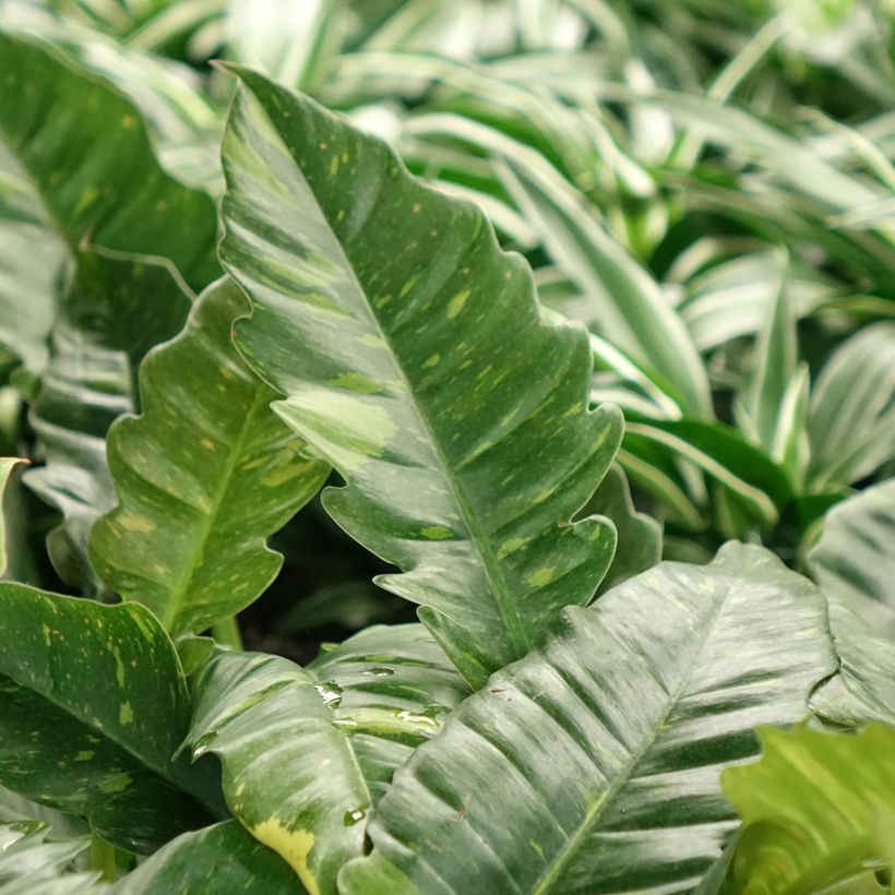 Philodendron Ring of Fire (Laub)