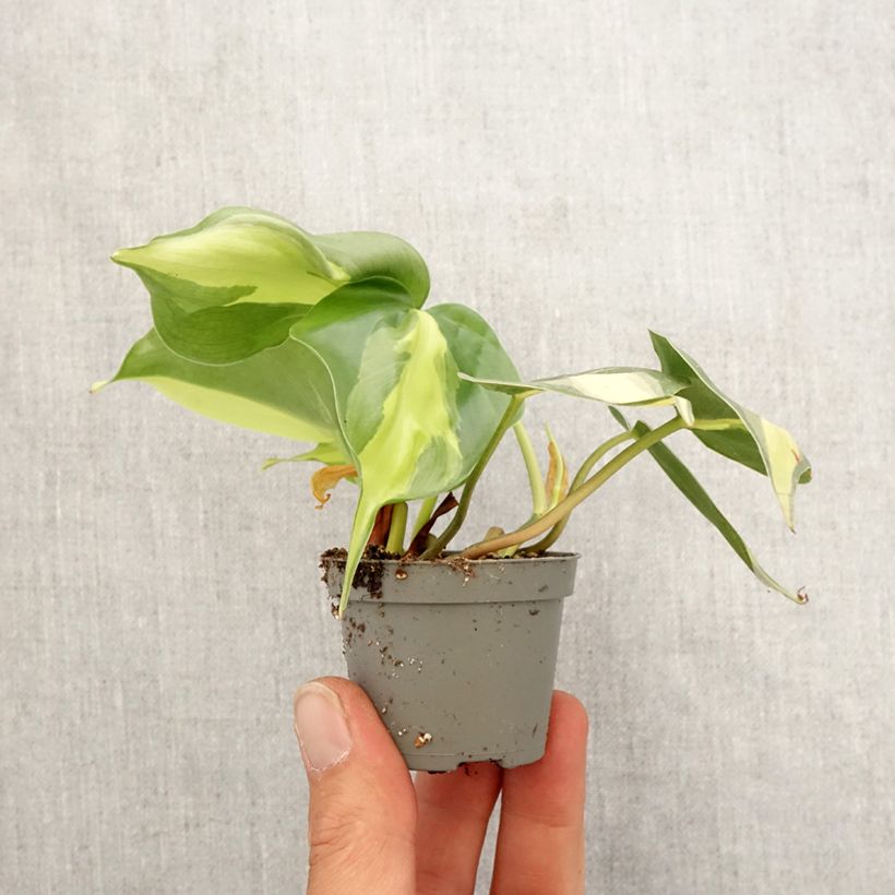 Exemplar von Philodendron scandens Brasil - Kletternder Philodendron Mini-plante wie im Frühjahr geliefert