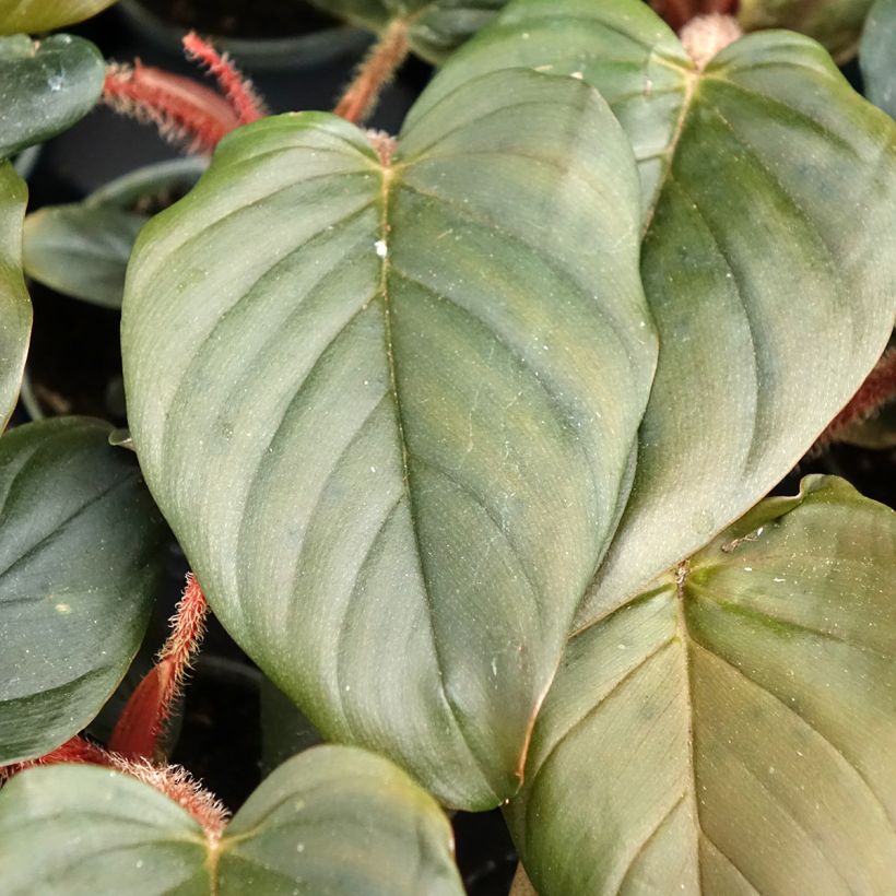 Philodendron squamiferum x serpens - Baumfreund (Laub)