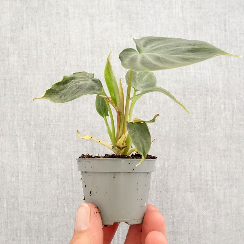 Exemplar von Philodendron verrucosum Mini-plante wie im Frühjahr geliefert