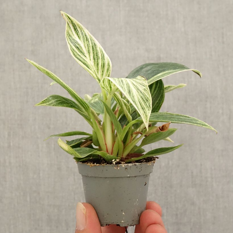Exemplar von Philodendron White Measure Mini-plante wie im Herbst geliefert