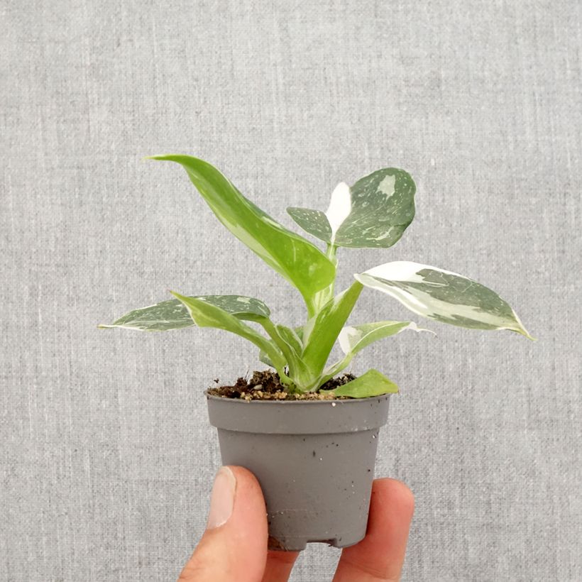 Exemplar von Philodendron White Wizard Mini-plante wie im Frühjahr geliefert