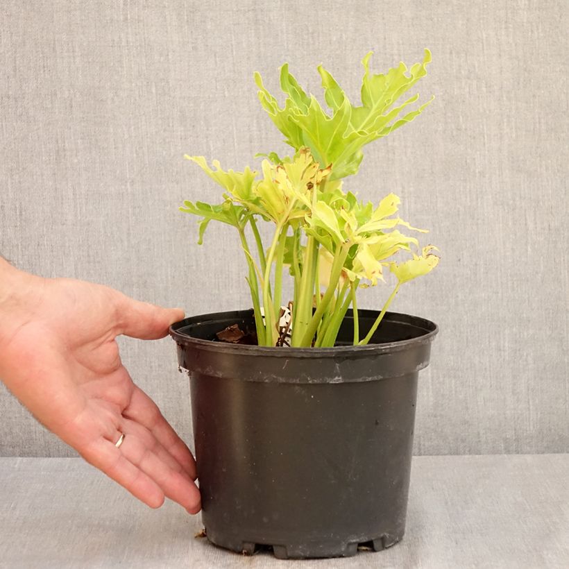 Exemplar von Philodendron xanadu Hope Topf mit 2L/3L wie im Sommer geliefert
