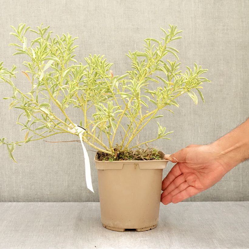 Exemplar von Eriostemon myoporoides Gold Touch - Langblättrige Wachsblume Topf mit 3L/4L wie im Sommer geliefert