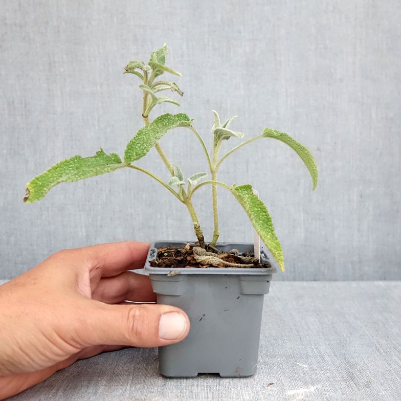 Exemplar von Phlomis bourgaei - Brandkraut Kleine Töpfe von 8/9 cm wie im Herbst geliefert