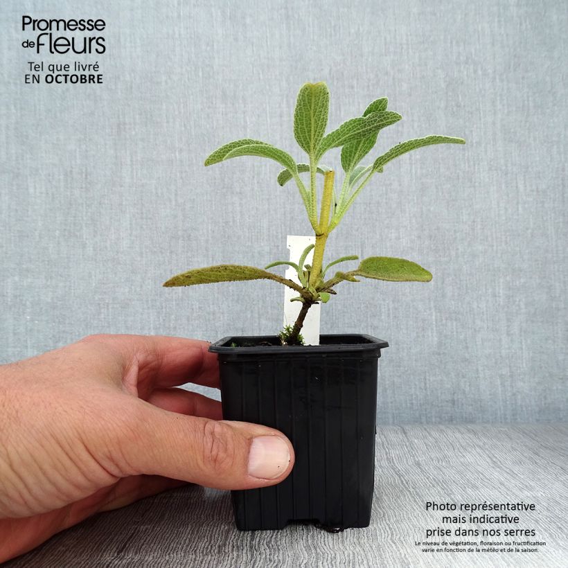 Exemplar von Phlomis fruticosa - Strauchiges Brandkraut Kleine Töpfe von 8/9 cm wie im Herbst geliefert