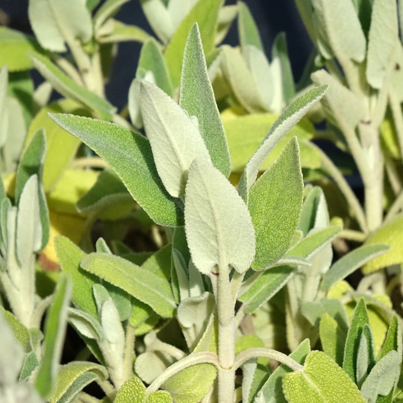 Phlomis purpurea - Brandkraut (Laub)