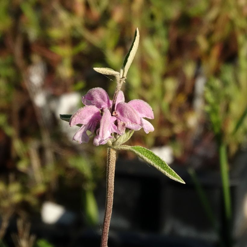 Phlomis purpurea - Brandkraut (Blüte)