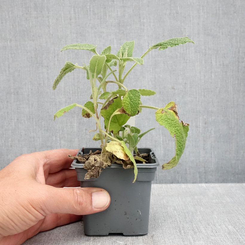 Exemplar von Phlomis purpurea - Brandkraut Kleine Töpfe von 8/9 cm wie im Herbst geliefert