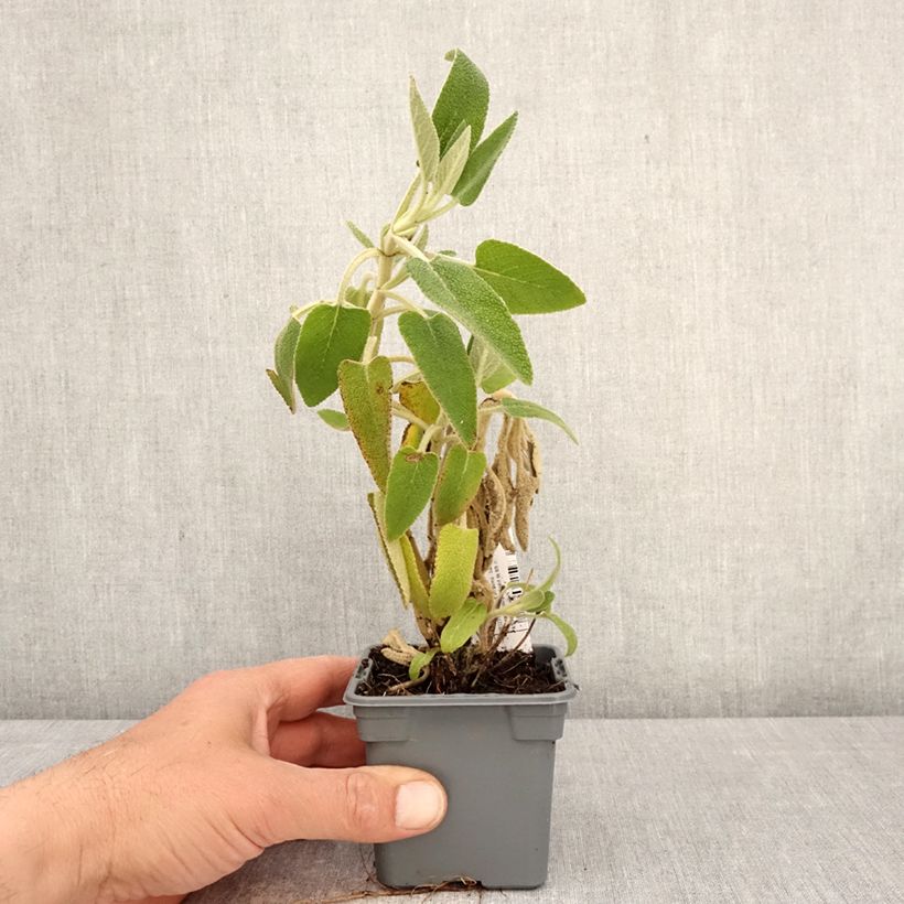 Exemplar von Phlomis purpurea - Brandkraut Kleine Töpfe von 8/9 cm wie im Frühjahr geliefert