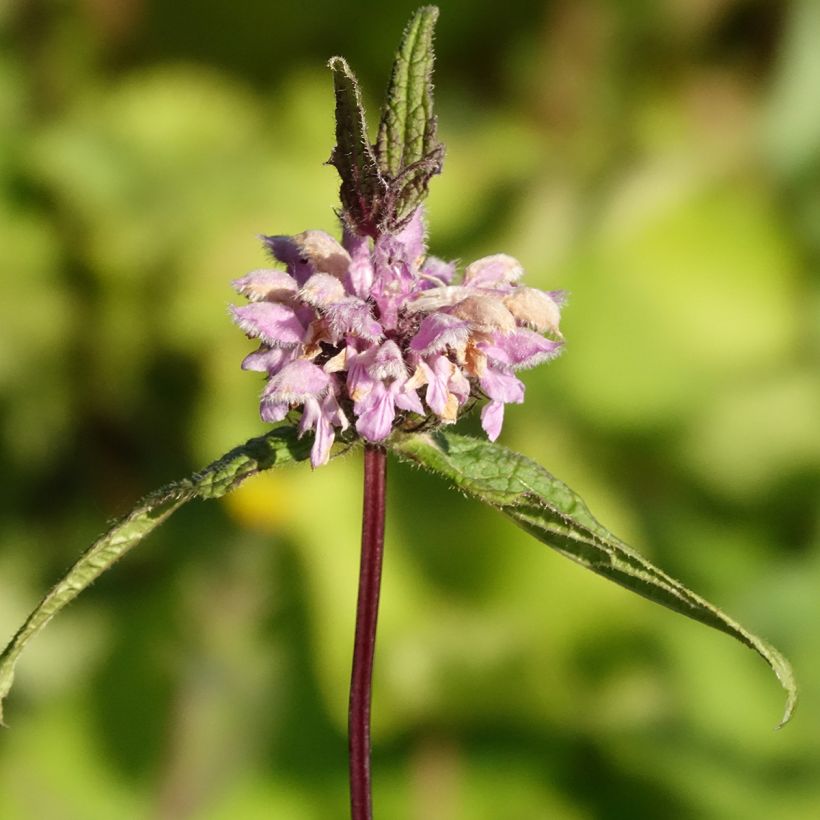 Phlomis tuberosa Amazone - Knollen-Brandkraut (Blüte)