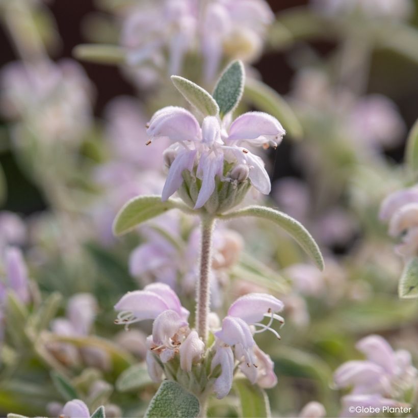 Phlomis Hill Phlo - Brandkraut (Blüte)