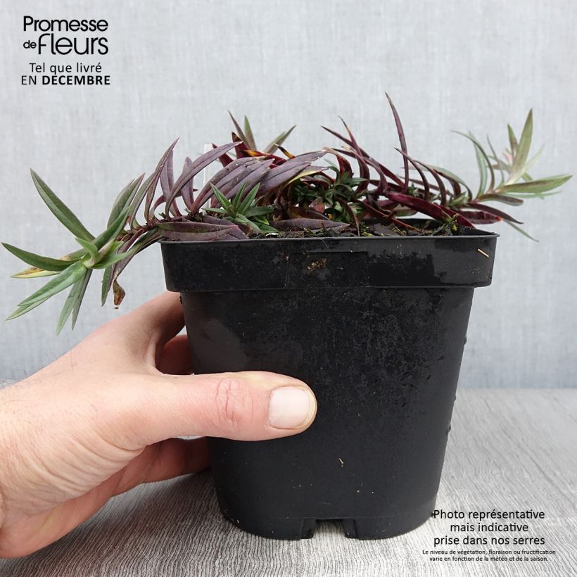 Exemplar von Wald-Phlox Chattahoochee - Phlox divaricata Topf mit 2L/3L wie im Herbst geliefert