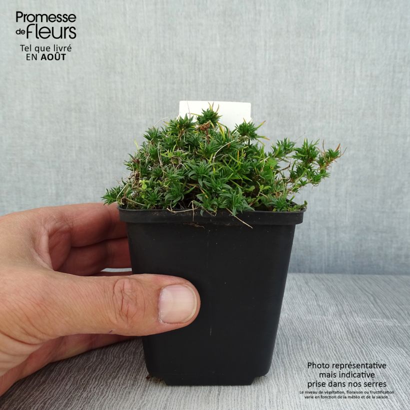Exemplar von Polsterphlox Ochsenblut - Phlox douglasii Kleine Töpfe von 8/9 cm wie im Sommer geliefert