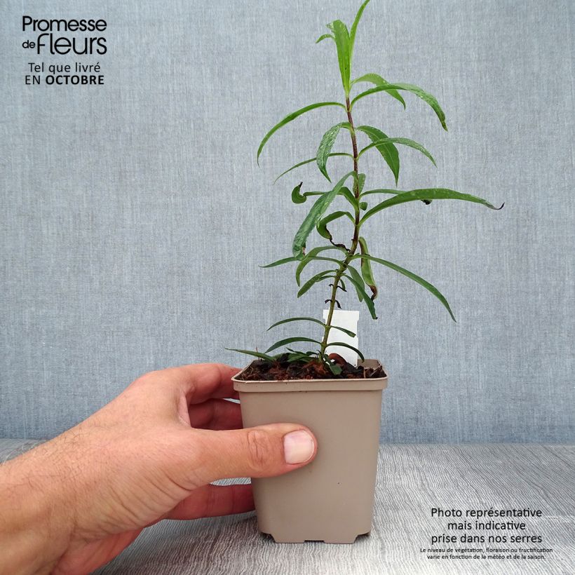 Exemplar von Gefleckter Phlox Natasha - Phlox maculata Kleine Töpfe von 8/9 cm wie im Herbst geliefert
