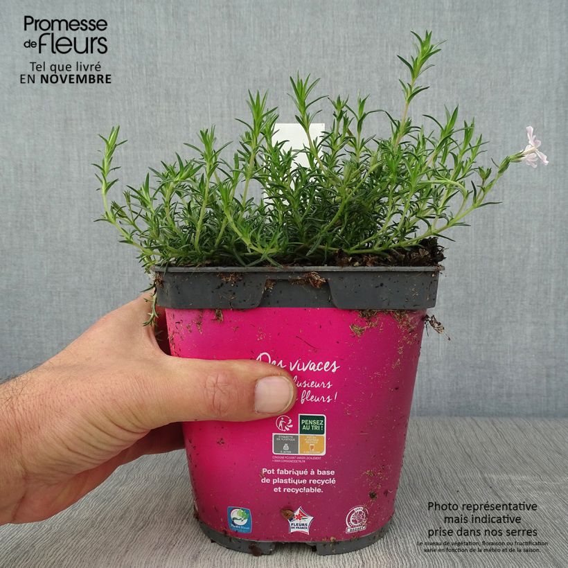 Exemplar von Pfriemenförmiger Phlox Candy Stripes - Phlox subulata Topf mit 1,5L/2L wie im Herbst geliefert