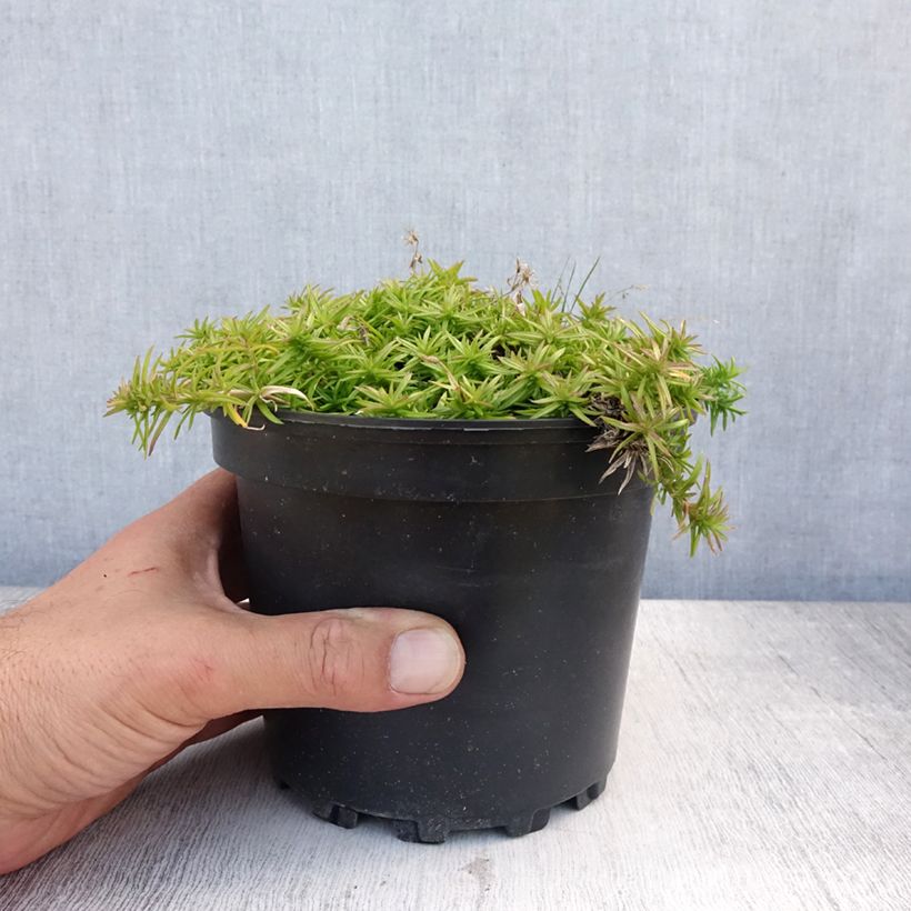 Exemplar von Polsterphlox Moerheimii - Phlox subulata Topf mit 2L/3L wie im Sommer geliefert