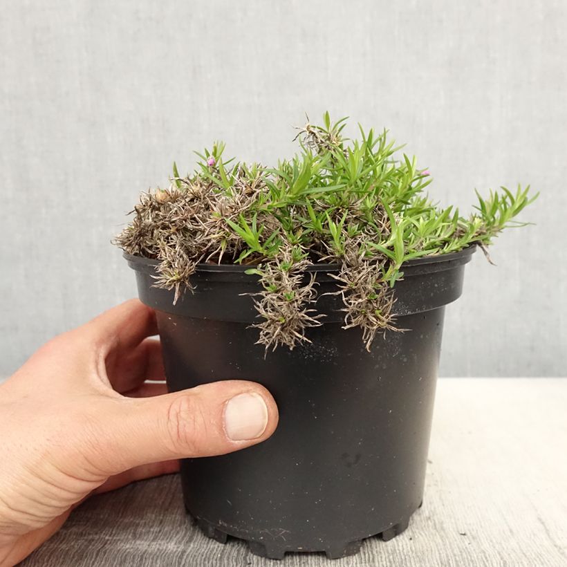 Exemplar von Pfriemenförmiger Phlox Moerheimii - Phlox subulata Topf mit 2L/3L wie im Frühjahr geliefert