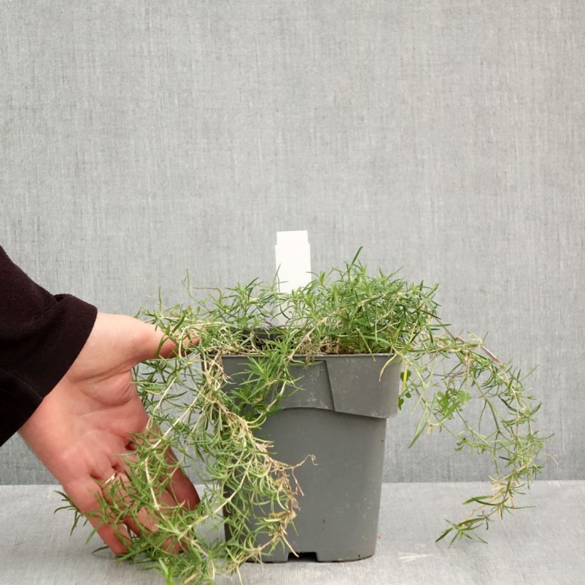 Exemplar von Polsterphlox Scarlet Flame - Phlox subulata Topf mit 2L/3L wie im Herbst geliefert