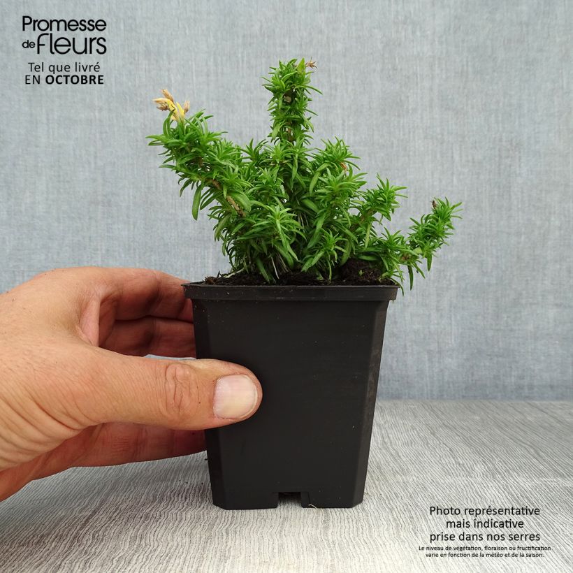 Exemplar von Pfriemenförmiger Phlox White Delight - Phlox subulata Kleine Töpfe von 8/9 cm wie im Herbst geliefert