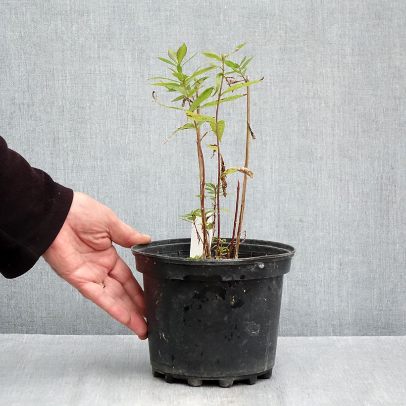 Exemplar von Hohe Flammenblume Adinda - Phlox paniculata Topf mit 2L/3L wie im Herbst geliefert