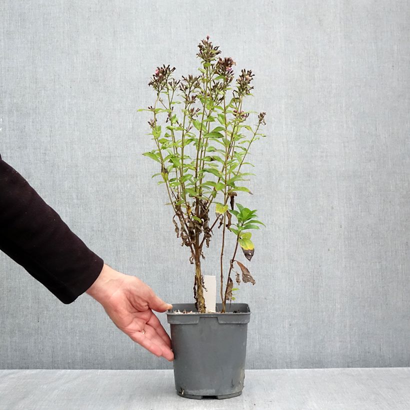 Exemplar von Hohe Flammenblume Aureole - Phlox paniculata Topf mit 2L/3L wie im Herbst geliefert