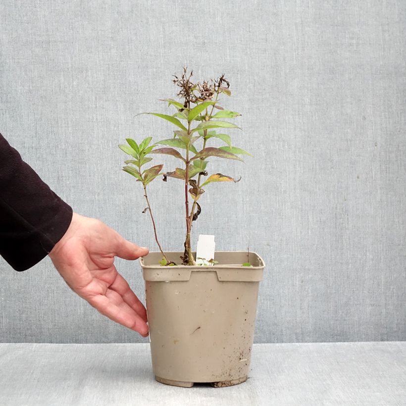 Exemplar von Hohe Flammenblume Bambini Desire - Phlox paniculata Topf mit 2L/3L wie im Herbst geliefert